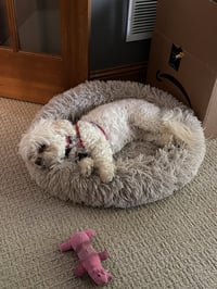 Reginald - Photo 1