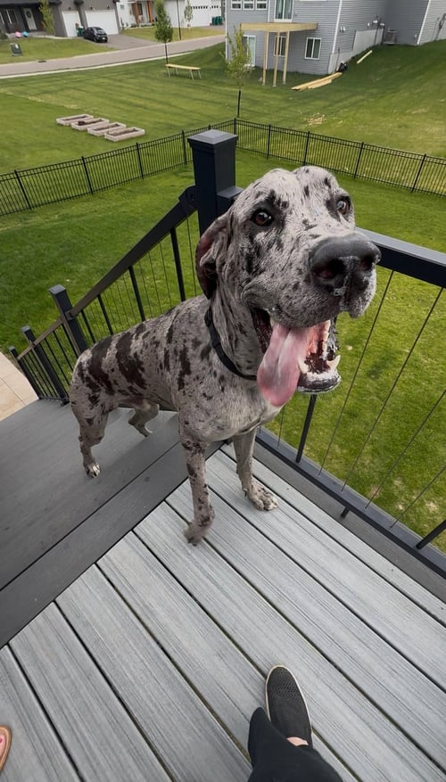 ZEUS - Great Dane available for adoption