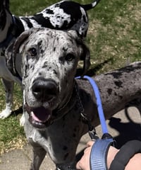 Zeus - Photo 2