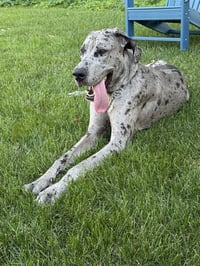Zeus - Photo 3