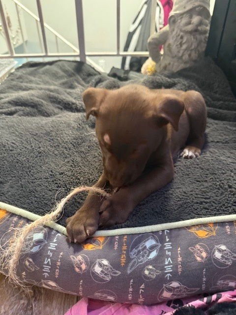 PEPPER - Terrier / Labrador Retriever available for adoption