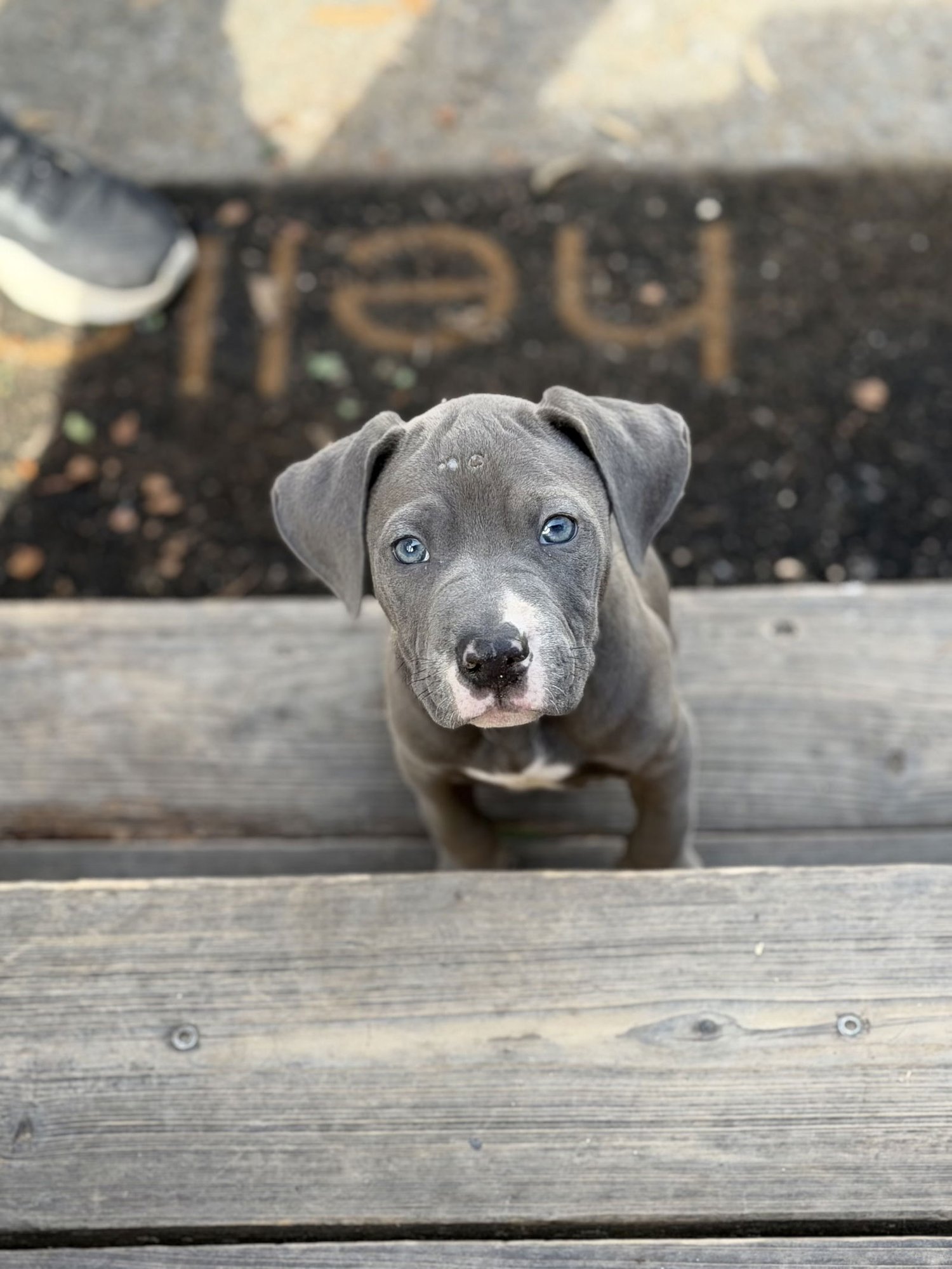 WESLEY - Pit Bull Terrier / Shar Pei available for adoption