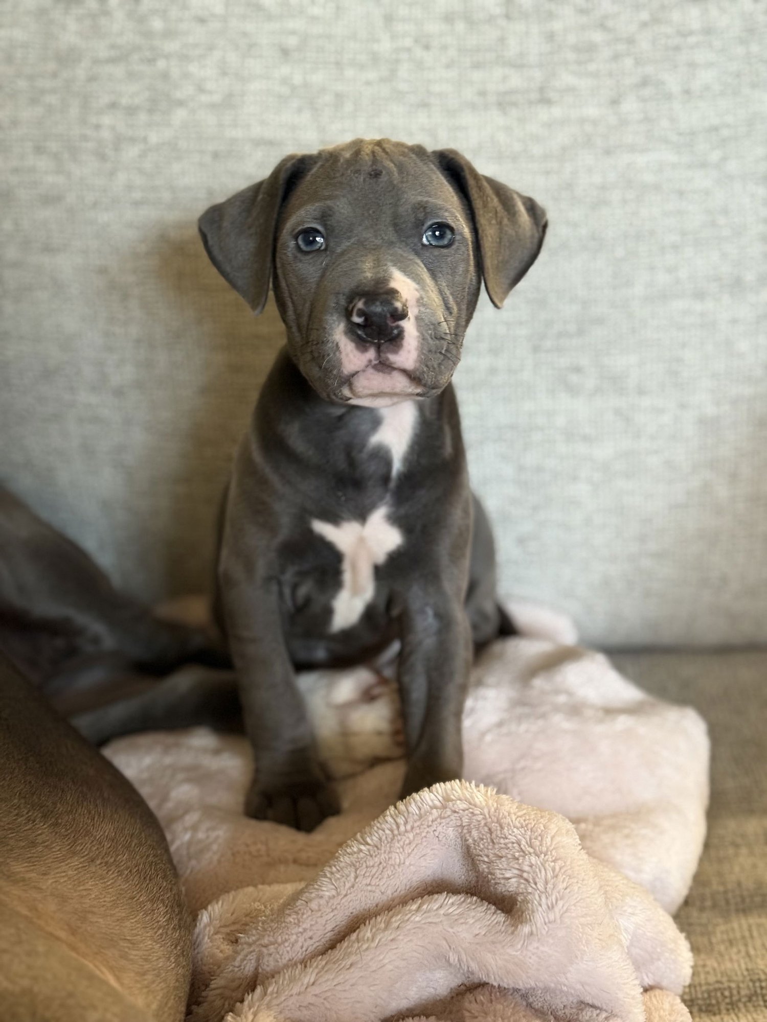 WESLEY - Pit Bull Terrier / Shar Pei available for adoption