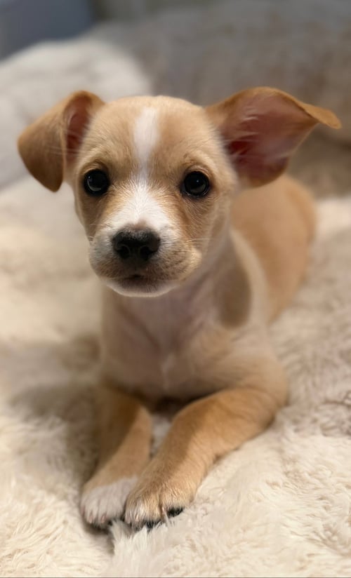 NUGGET - Chihuahua available for adoption