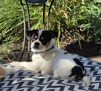 Pookie - Photo 3