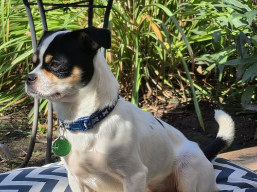 POOKIE - Pug / Chihuahua available for adoption