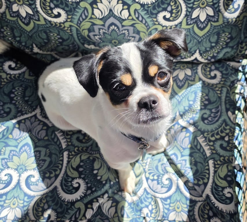 Pookie Image