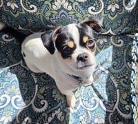 Pookie - Photo 1