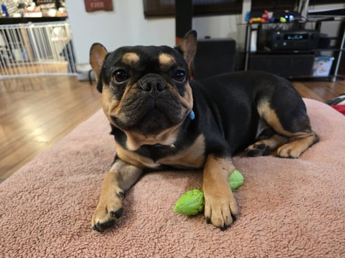 KYLIAN - French Bulldog available for adoption