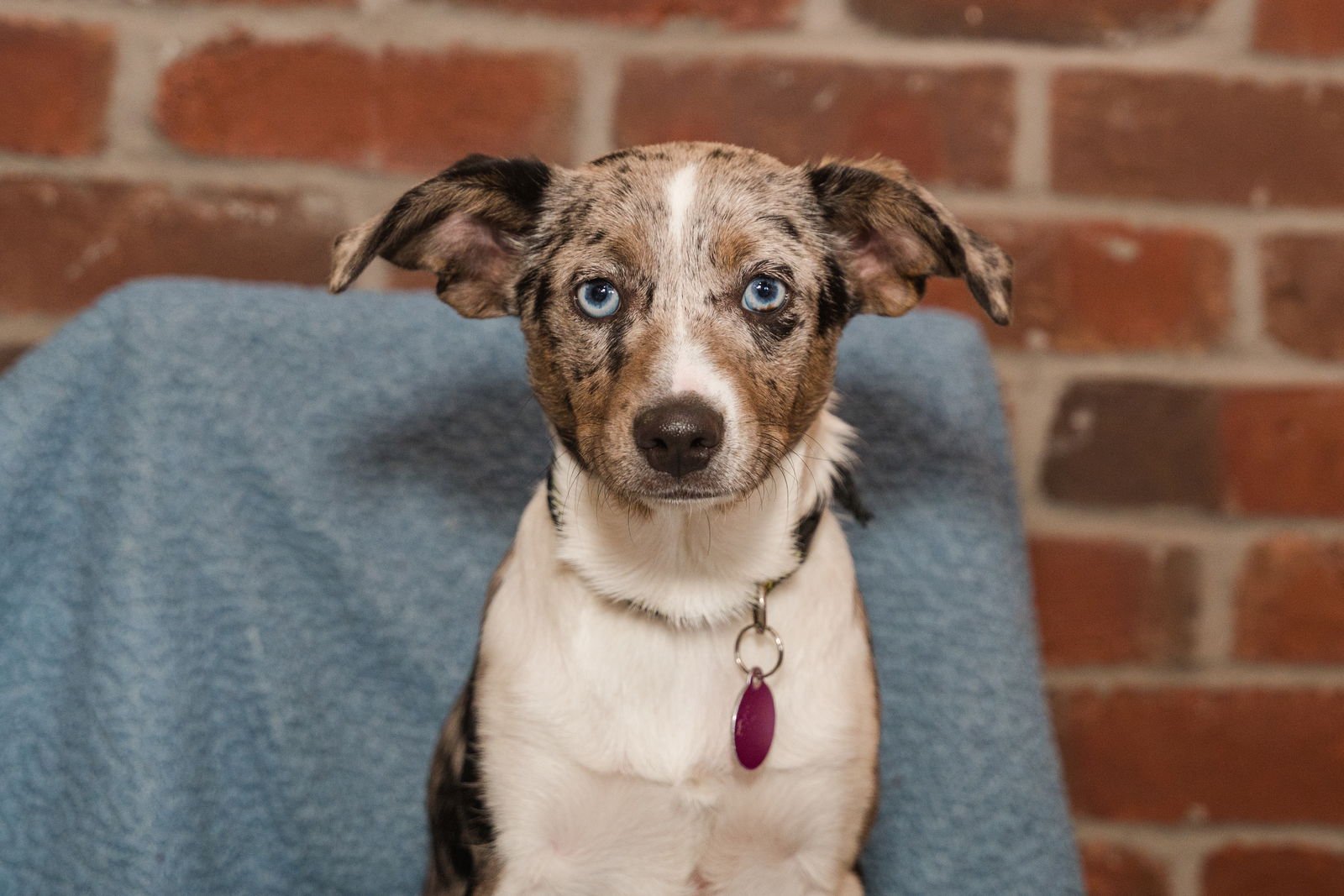 BAD BUNNY - Australian Shepherd / Chihuahua available for adoption
