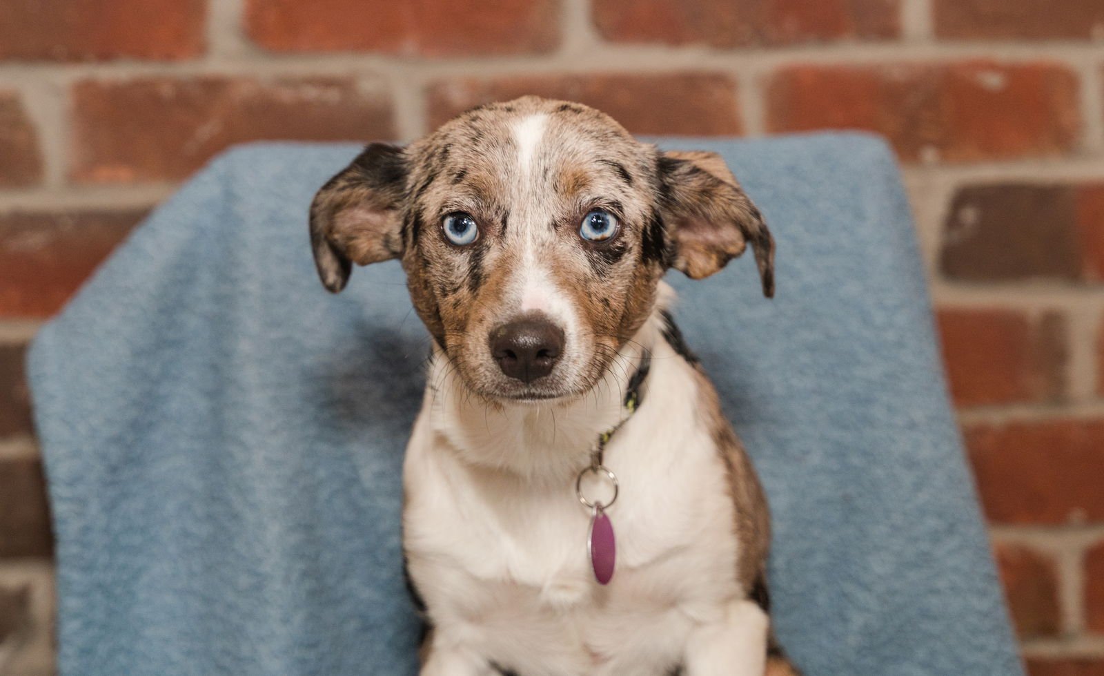 BAD BUNNY - Australian Shepherd / Chihuahua available for adoption