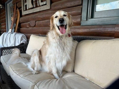 SADIE - Golden Retriever available for adoption