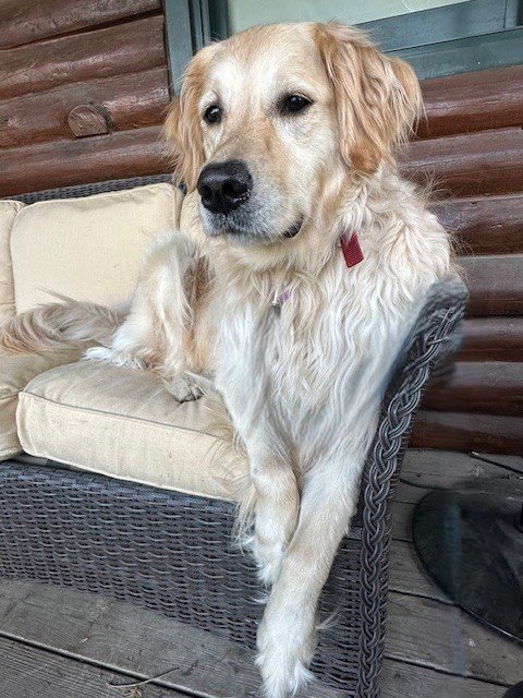 SADIE - Golden Retriever available for adoption