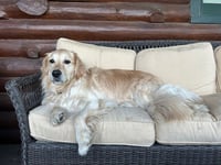 Sadie - Photo 3
