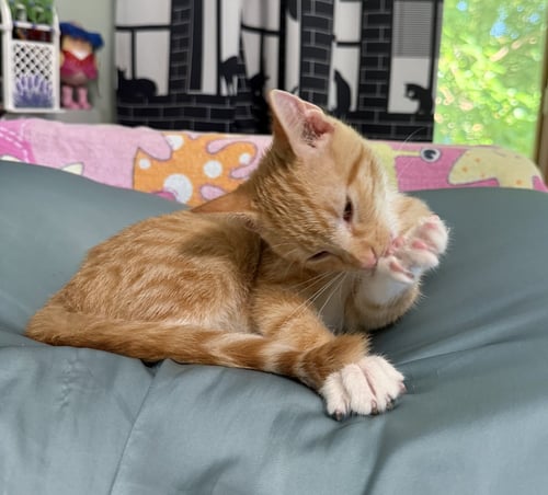 GOUDA - Domestic Short Hair available for adoption