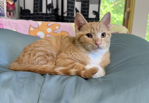 GOUDA - Domestic Short Hair available for adoption