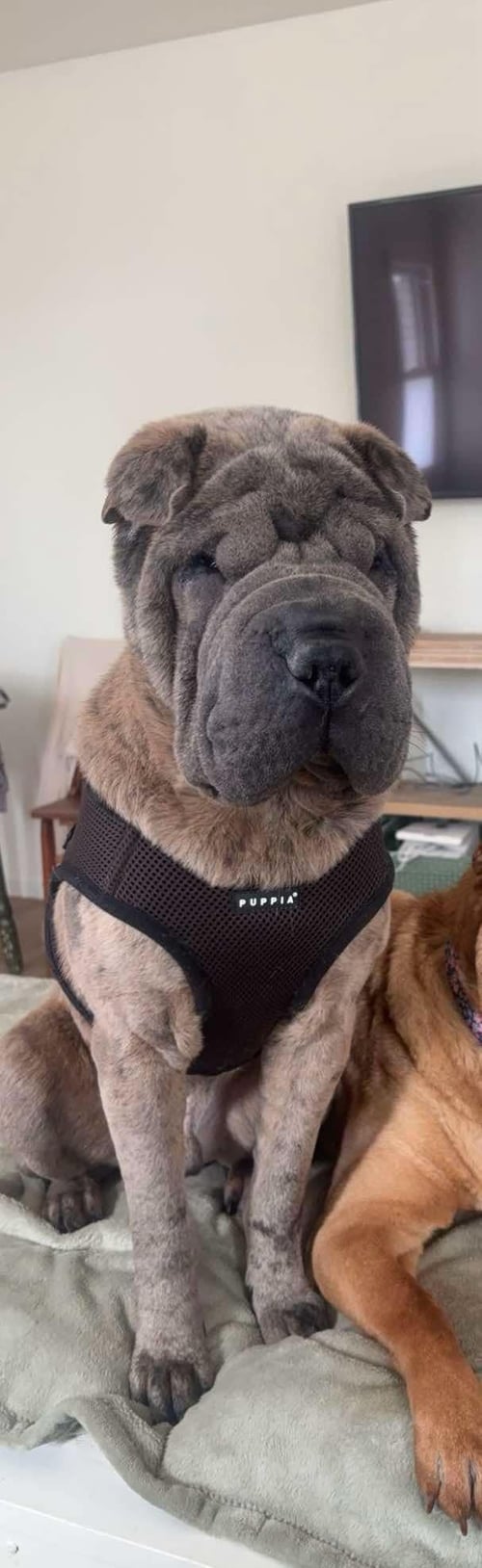 MONKEY - Shar Pei available for adoption