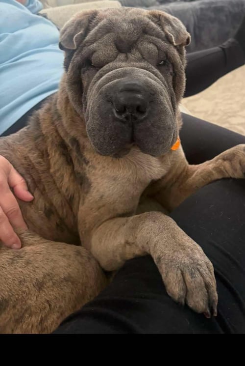 MONKEY - Shar Pei available for adoption