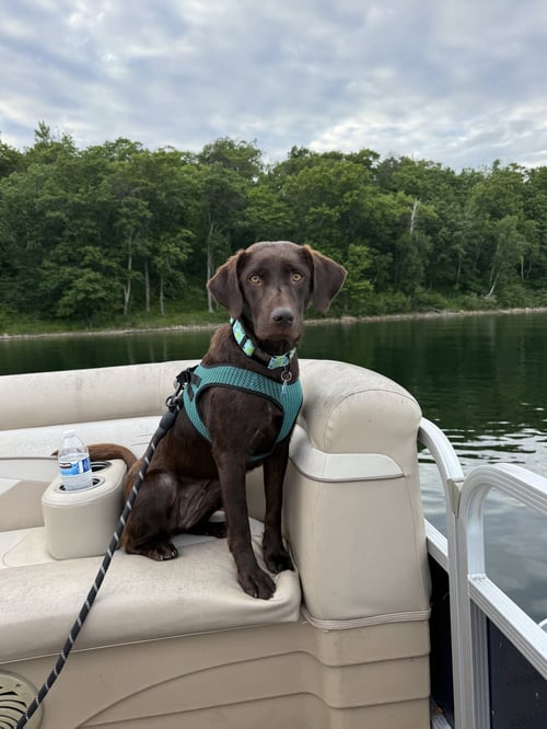 REBA - Labrador Retriever available for adoption