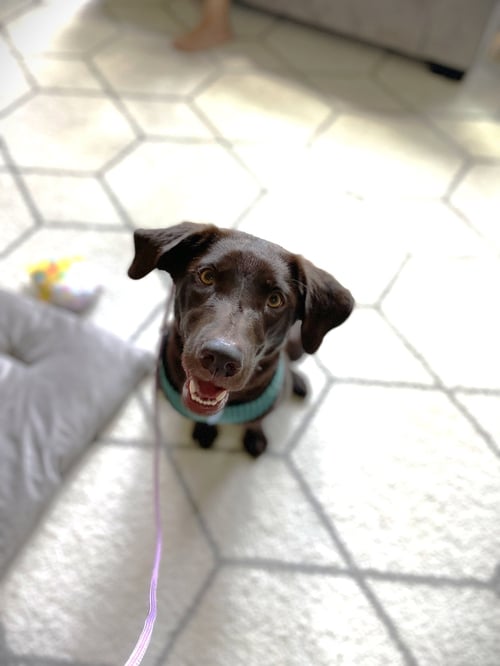REBA - Labrador Retriever available for adoption