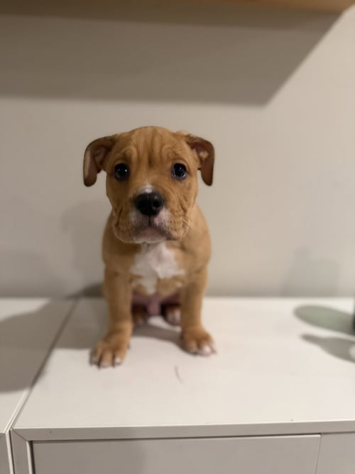 COLLINS - English Bulldog available for adoption