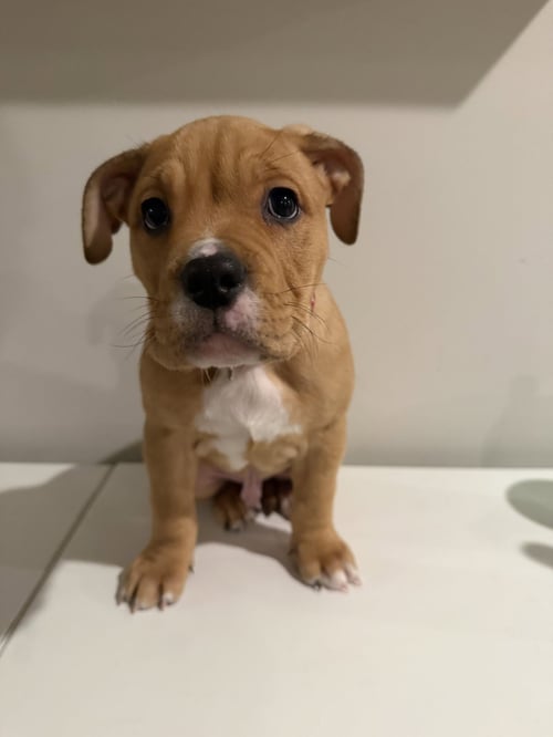 COLLINS - English Bulldog available for adoption