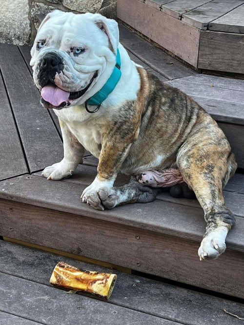 JOSIAH - English Bulldog available for adoption