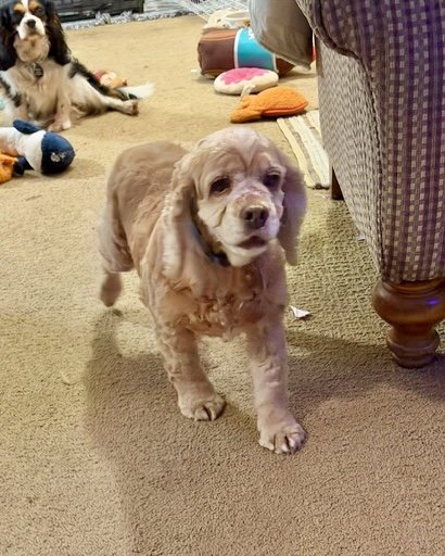 Daisy Duke Image