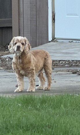 DAISY DUKE - Cocker Spaniel available for adoption