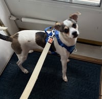 Hopper - Photo 1