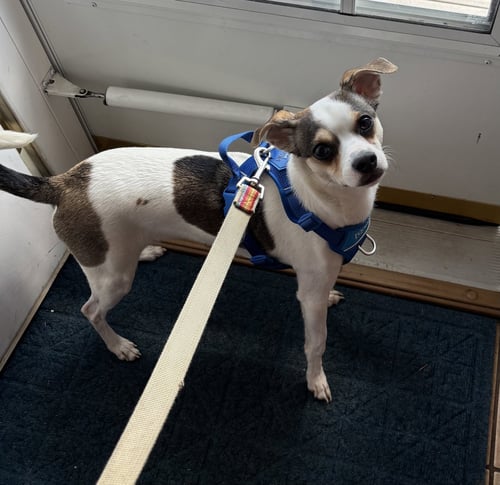 HOPPER - Terrier / Chihuahua available for adoption