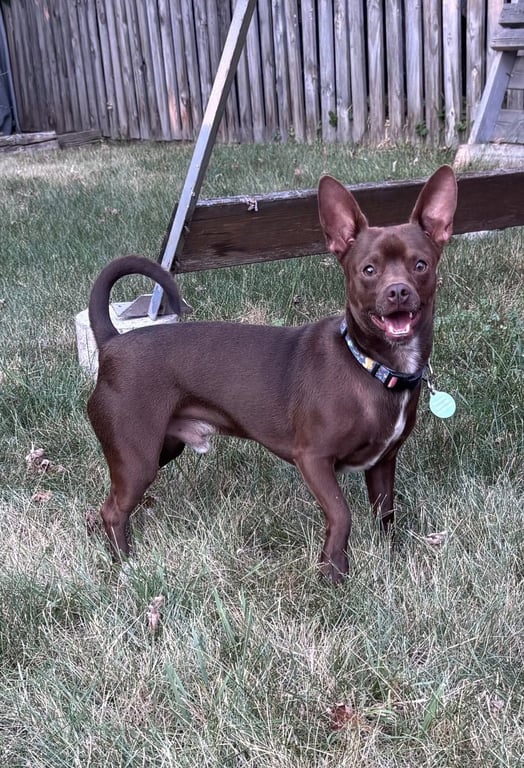 Chewy (Bonded with Ledi) Image