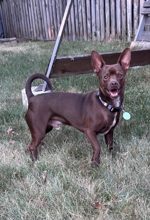 CHEWY (BONDED WITH LEDI) - Chihuahua available for adoption