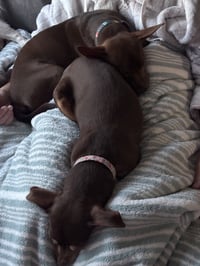 Chewy (Bonded with Ledi) - Photo 5