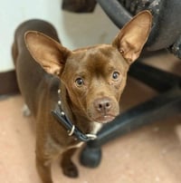 Chewy (Bonded with Ledi) - Photo 4
