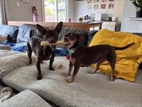 Chewy (Bonded with Ledi) - Photo 6