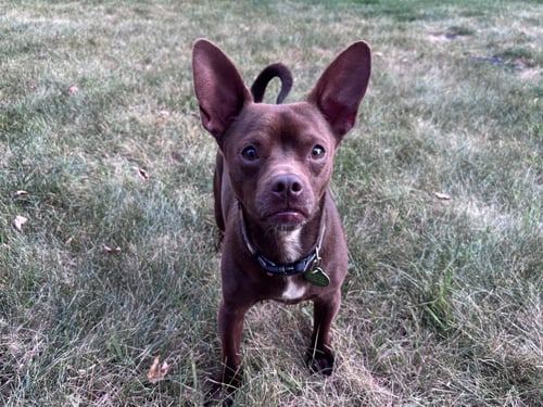 CHEWY (BONDED WITH LEDI) - Chihuahua available for adoption