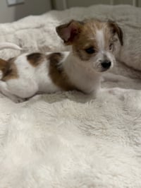 Pixie - Photo 2
