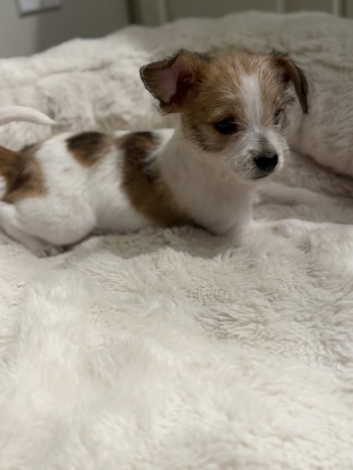PIXIE - Chihuahua available for adoption