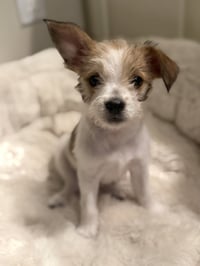 Pixie - Photo 1