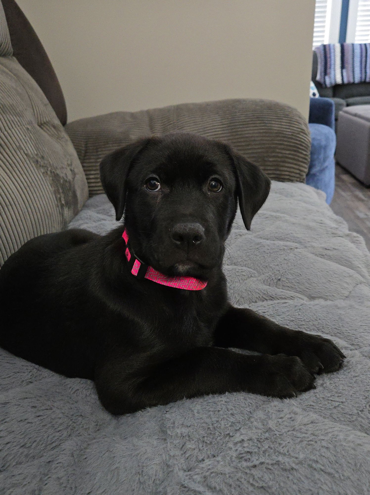 ROXY - Labrador Retriever available for adoption