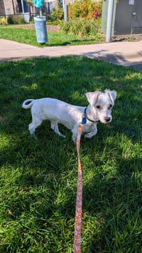 Archie - Photo 2