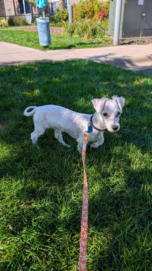 ARCHIE - Maltese available for adoption