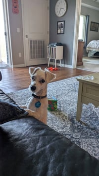 Archie - Photo 3