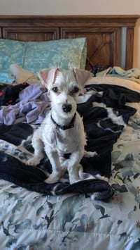 Archie - Photo 1