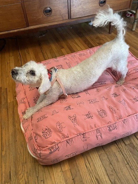 CYBER - Maltese / Poodle (Miniature) available for adoption