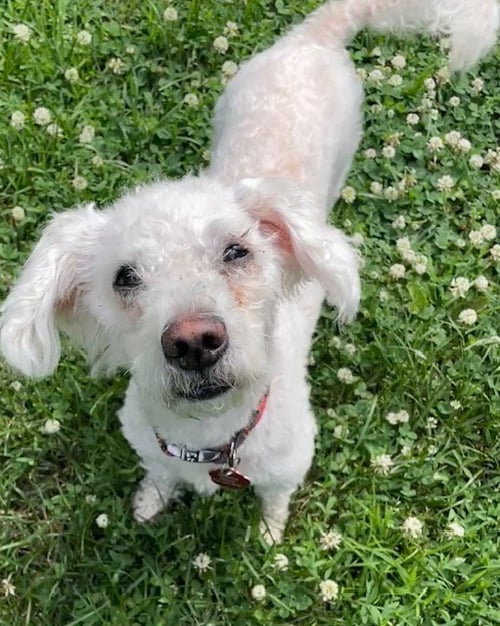 CYBER - Maltese / Poodle (Miniature) available for adoption