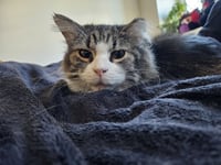 Cleo - Photo 2