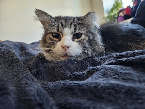 CLEO - Tabby available for adoption