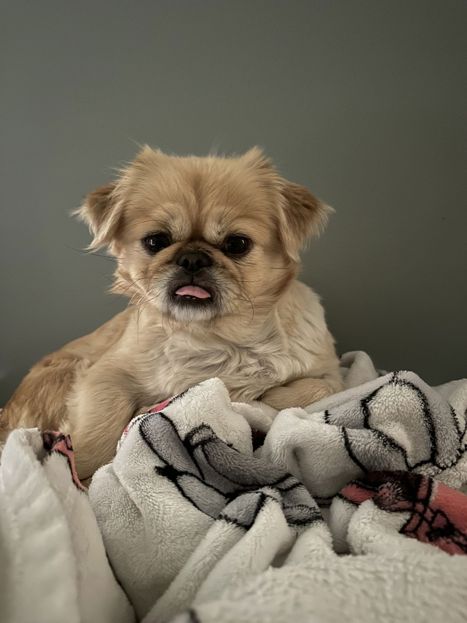 SALEM - Pekingese available for adoption